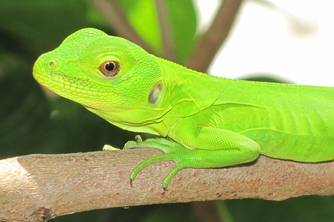 Wildlife Eco Tour on the coast of Oaxaca. - Mazunte: Magic Town Streets, Regional Tastes, and Hand-Embroidered Finds