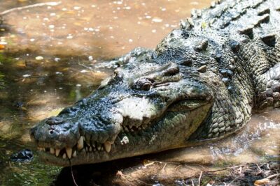 Wildlife Eco Tour on the coast of Oaxaca. - The Ventanilla Lagoon Start: Mangroves, Birds, Crocodiles, and a Boat Powered by Rowing