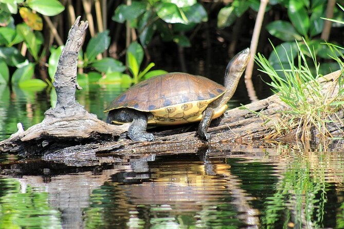 Wildlife Eco Tour on the coast of Oaxaca. - Zipolite Beach Break: The Calm Middle of the Day